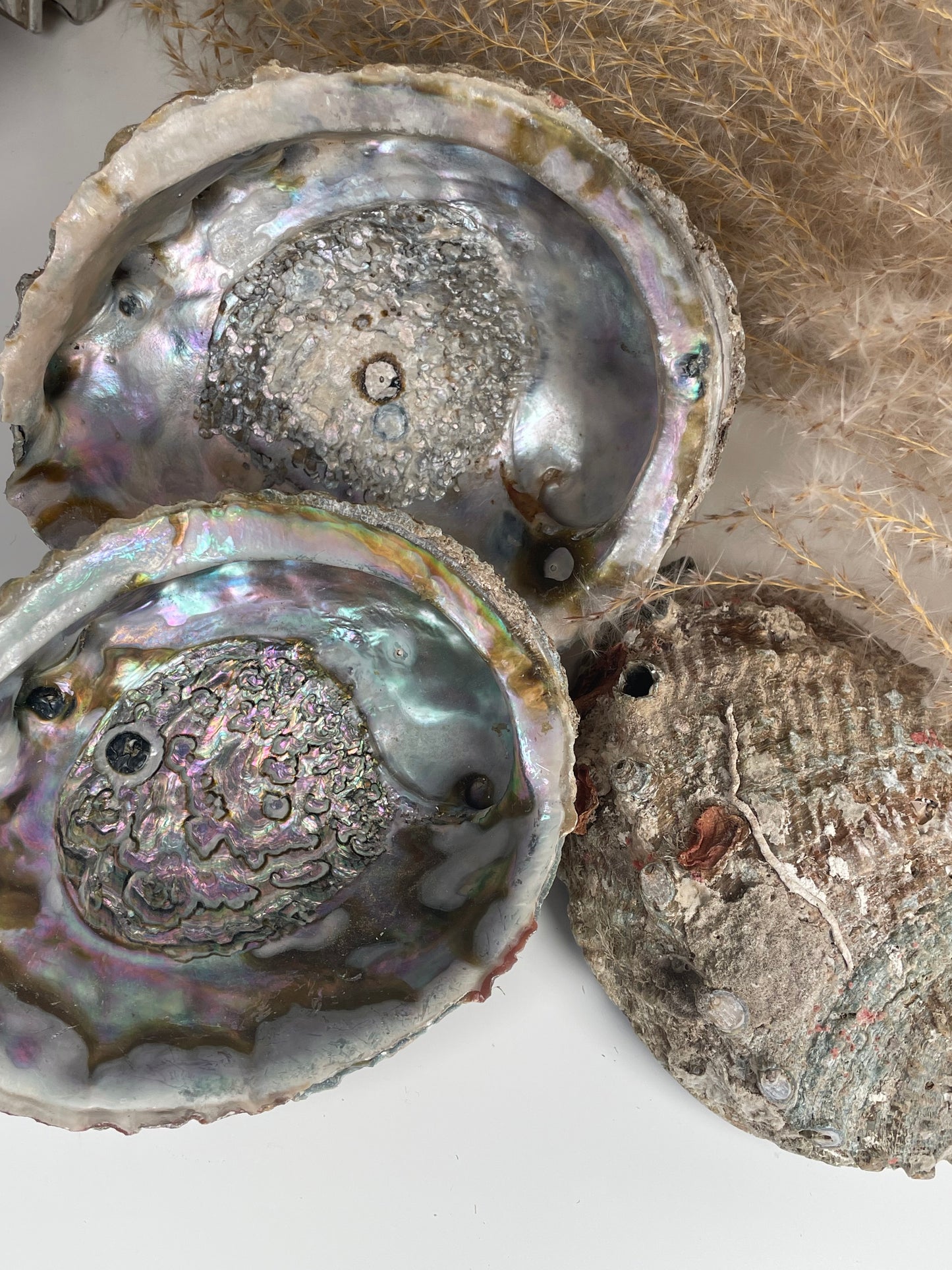 Abalone Muschel