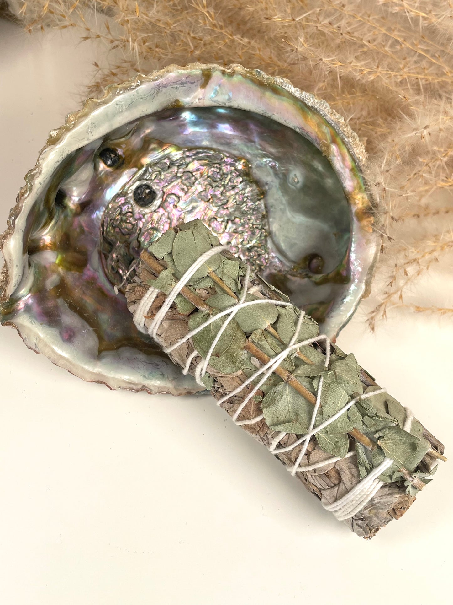 Abalone Muschel