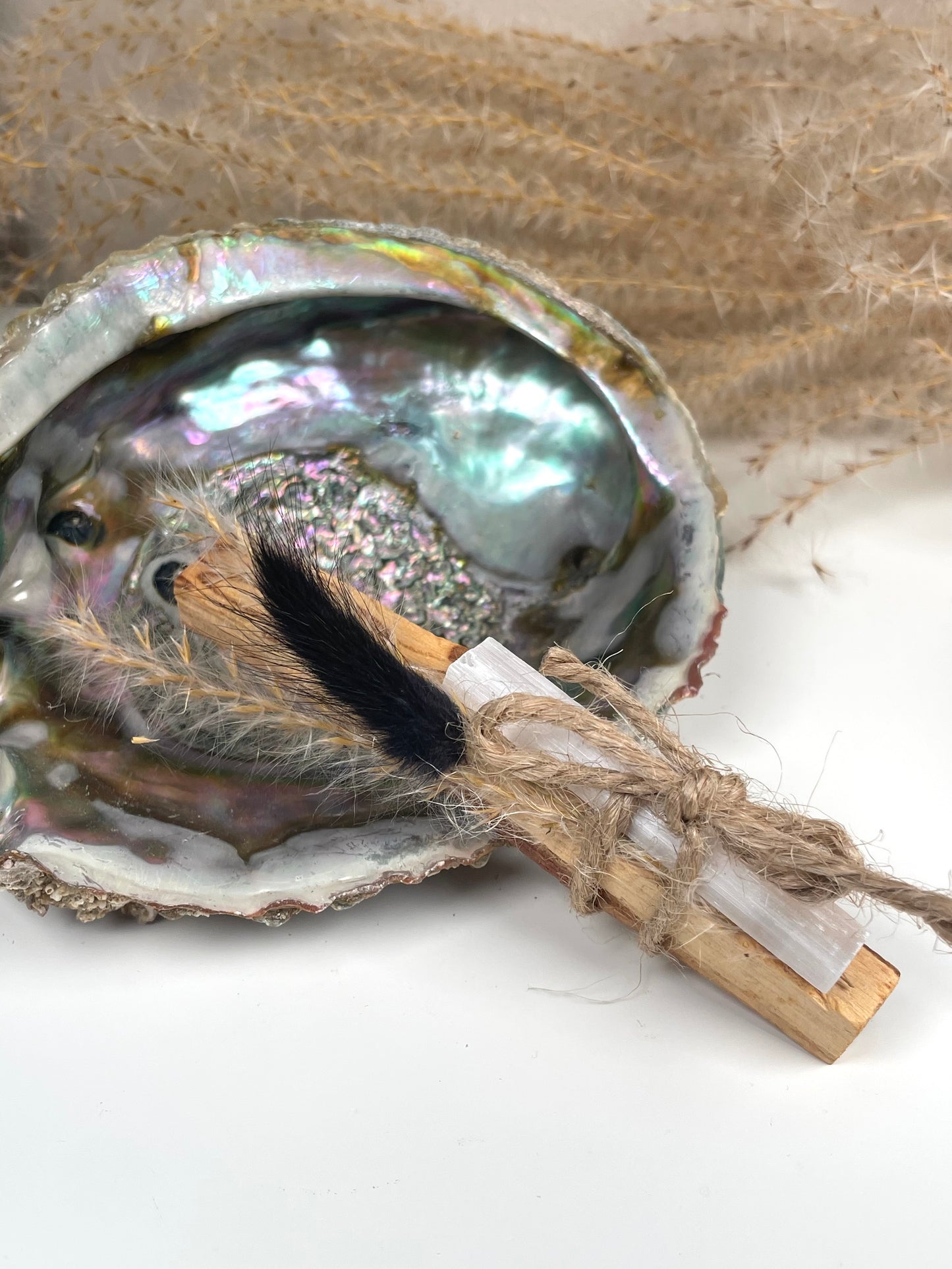 Abalone Muschel